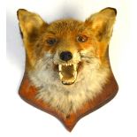 A taxidermy fox head mounted on a shield shaped mahogany wall plinth.