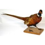 A taxidermy of a pheasant on a wooden plinth, 66cm long.