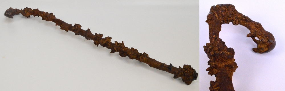 A gnarled rootwood walking stick, length 93cm.