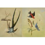 19TH CENTURY ENGLISH SCHOOL; watercolour, a detailed study of three birds upon a branch, unsigned,