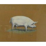 R.H. PETHERICK; well executed drawing of a sow, signed in pencil, 30 x 37cm, framed and glazed.