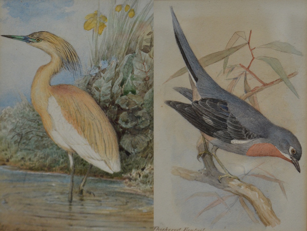 J W KEUL; a pair of watercolours, 'Squacco Heron' and 'Whiskered Fantail',