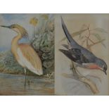 J W KEUL; a pair of watercolours, 'Squacco Heron' and 'Whiskered Fantail',