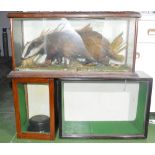 A late Victorian taxidermy of a badger in glazed oak case (case af),