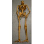 A life-sized wooden articulated skeleton (af).