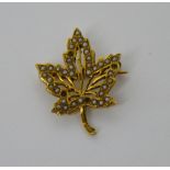 A 14ct gold brooch in the form of a maple leaf with tiny seed pearls (lacking three stones).