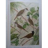 Zoologie.- Naumann, (J.A.). Naturgeschichte der Vögel Mitteleuropas. Hrsg. von C.R. Hennicke. (3.