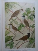 Zoologie.- Naumann, (J.A.). Naturgeschichte der Vögel Mitteleuropas. Hrsg. von C.R. Hennicke. (3.
