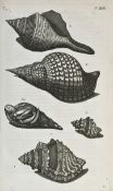 Zoologie.- Rumph, G.E. Amboinische Raritäten-Cammer oder Abhandlung von den steinschaalichten