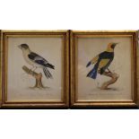 Graf Fjodor Petrowitsch Tolstoi (1783-1873)-attributed, Pair of ornithological studies of birds;
