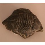 Phacops rana, fossil of a trilobite from the middle Devonian period; possibly found in Lagdad (