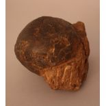 Hadrosaur Dinosaur Egg, fossil of about 80 million years; stone in light and dark red colours;