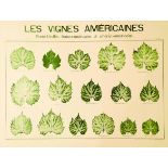 Vermorel - Les Vignes Américaines Porte-Greffes Franco-Américains et Americo-Americain. Perroux