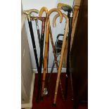 A Large Quantity of Walking Sticks, to include a golf club example and a shooting stick.