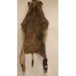 A Taxidermy Boar Mounted as a Rug; approximate length 175 cm.