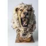 A TAXIDERMY STYLE LIONS HEAD (PROP), approx. 3.5ft high.