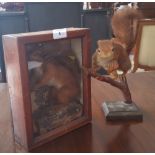 TWO RED SQUIRREL TAXIDERMIES, one cased (2).