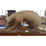 A TAXIDERMY of a badger on a base, the badger 2ft x 1ft.