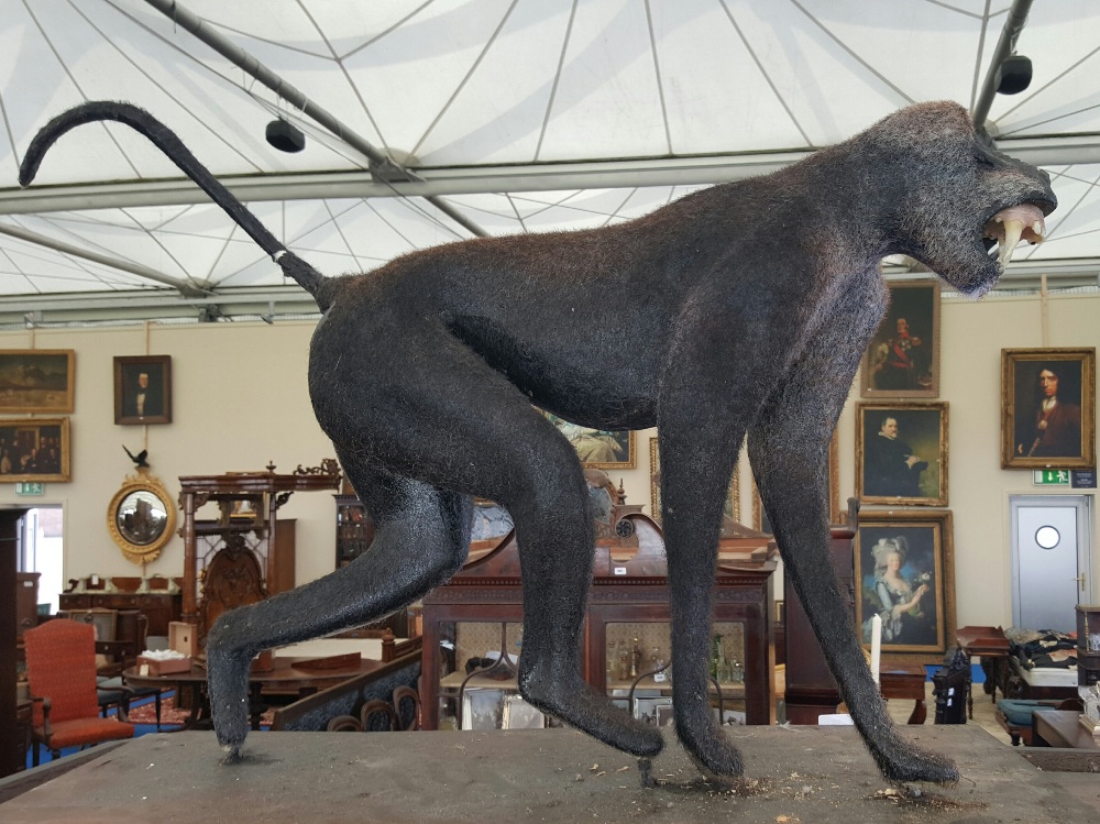 A TAXIDERMY STYLE BABOON PROP.