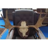 A MOUNTED TAXIDERMY OF ELK ANTLERS.