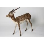 A FULL SIZED TAXIDERMY OF A GAZELLE, approx 42in x 40in.