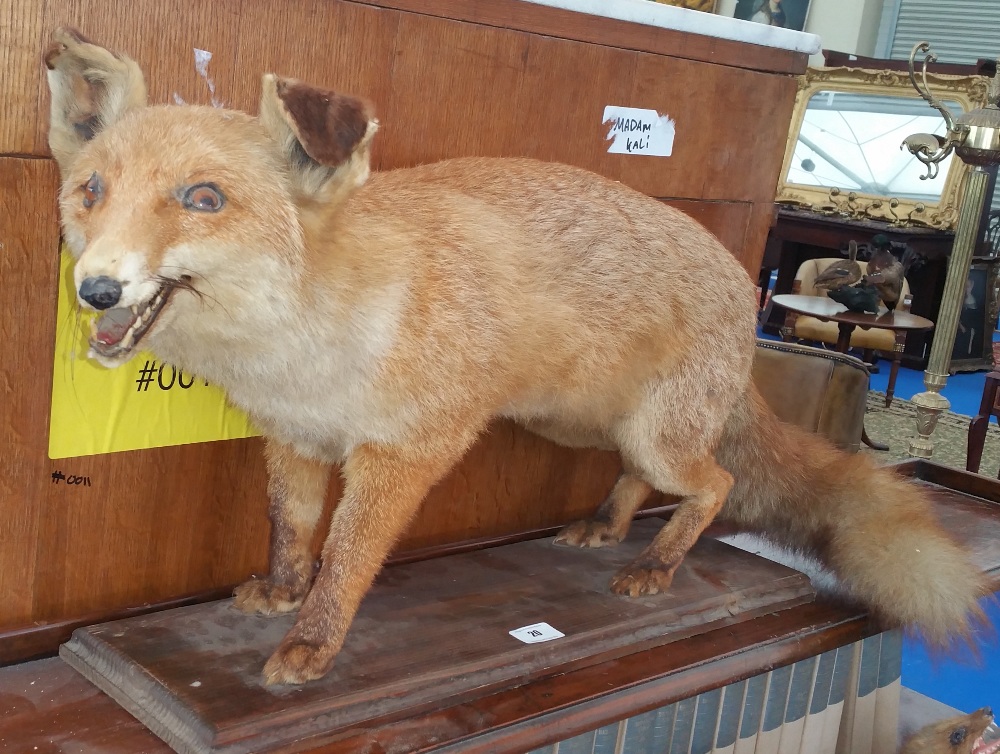 A GOOD TAXIDERMY of a red fox on a base. - Image 2 of 2