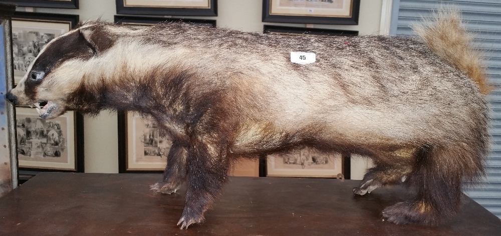 A BADGER TAXIDERMY, approx. 30ins x 11ins.