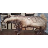 A BADGER TAXIDERMY, approx. 30ins x 11ins.