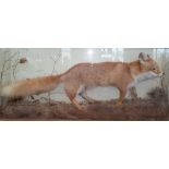 A CASED RED FOX TAXIDERMY in a naturalistic setting with taxidermist brass plaque for Gerard