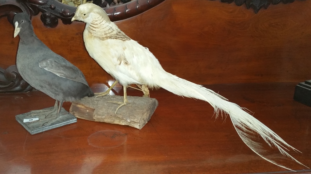 AN ALBINO PHEASANT TAXIDERMY & another of a bird with grey feathers and white beak, both on