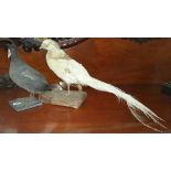 AN ALBINO PHEASANT TAXIDERMY & another of a bird with grey feathers and white beak, both on