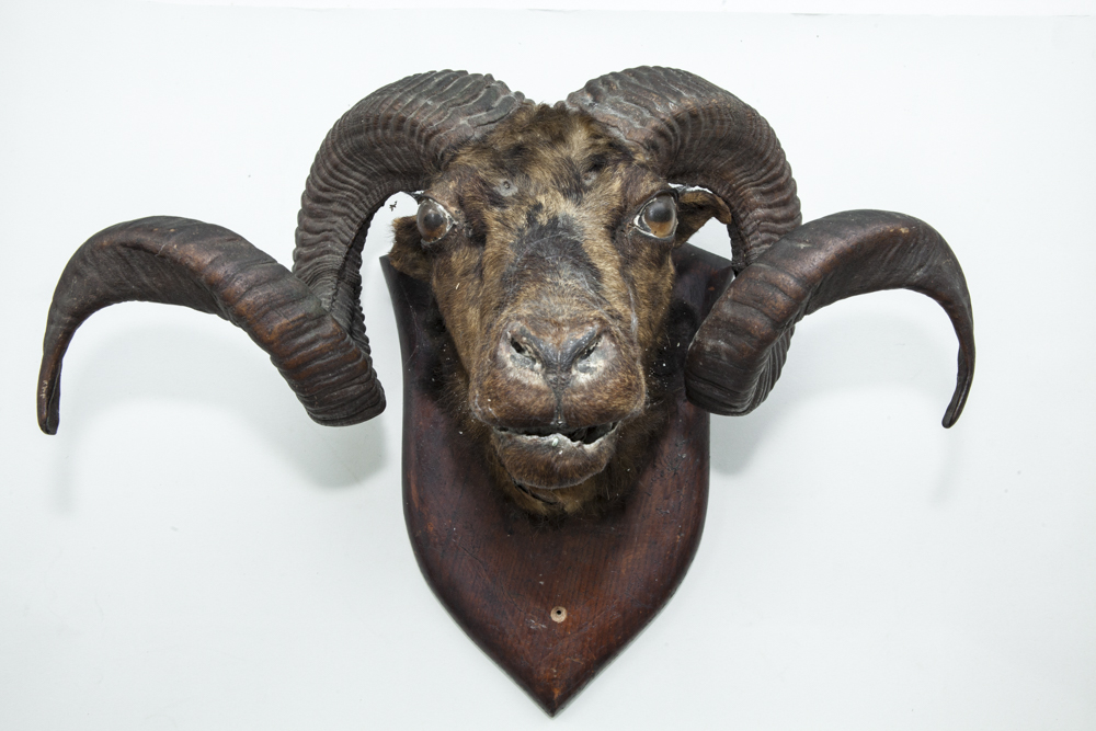 A 19TH CENTURY RAM'S HEAD TAXIDERMY with well curled horns, wall mounted.