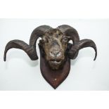 A 19TH CENTURY RAM'S HEAD TAXIDERMY with well curled horns, wall mounted.