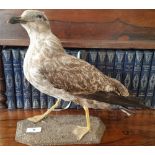 A TAXIDERMY OF A SEAGULL on a base.