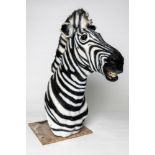 A TAXIDERMY STYLE ZEBRA HEAD (PROP), approx. 4ft high.