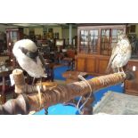 TWO SMALL TAXIDERMIES of a thrush and a finch.