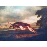 A LARGE COLOURED PRINT of a hound attacking a stag. 36" x 28".