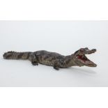 A RARE TAXIDERMY of a young alligator. 14ins.