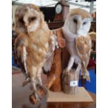 A TAXIDERMY OF TWO BARN OWLS on a stump, 14in high.