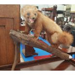 AN EARLY TAXIDERMY of a pine martin on a branch.