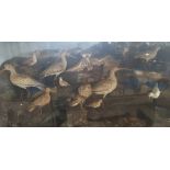 A MAGNIFICENT TAXIDERMY OF 14 BIRDS, POSSIBLY DOWITCHERS, in a rocky shoreline naturalistic setting,