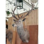 A MAJESTIC STAG'S HEAD TAXIDERMY of LARGE PROPORTIONS with seven point antlers.