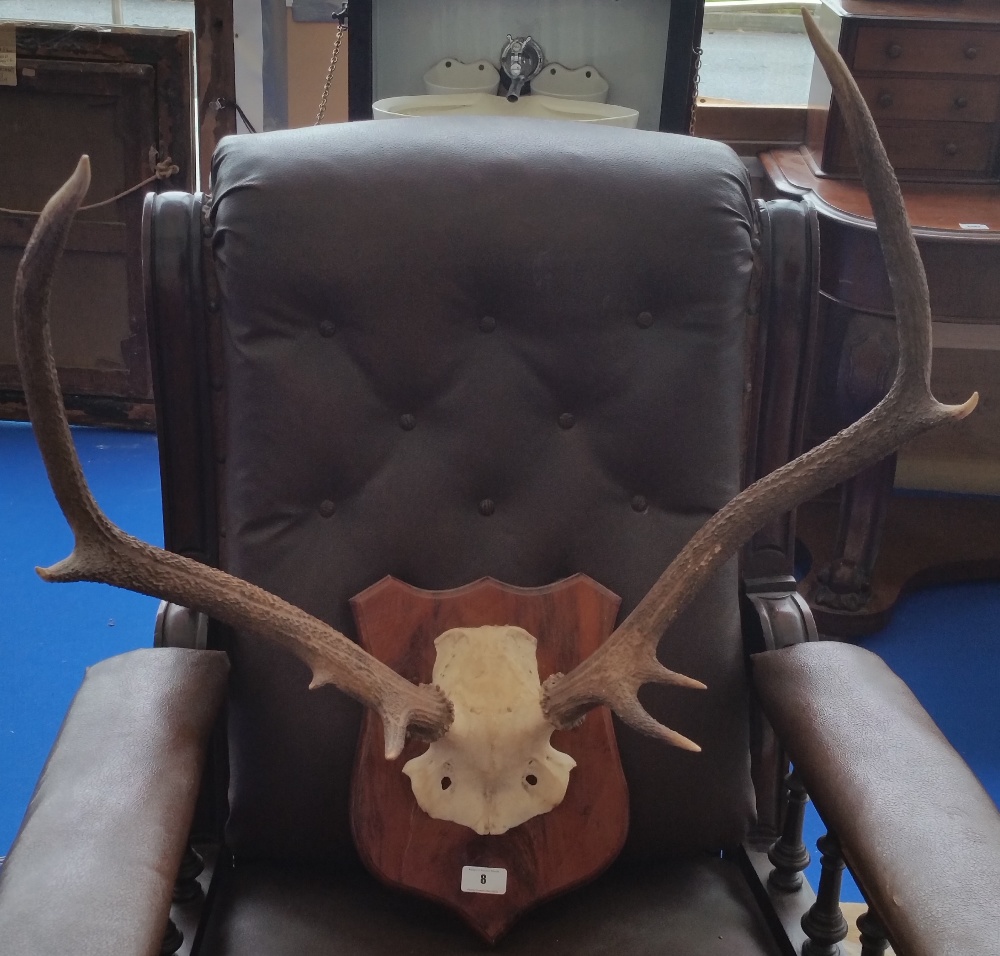 A MOUNTED TAXIDERMY OF DEER ANTLERS.