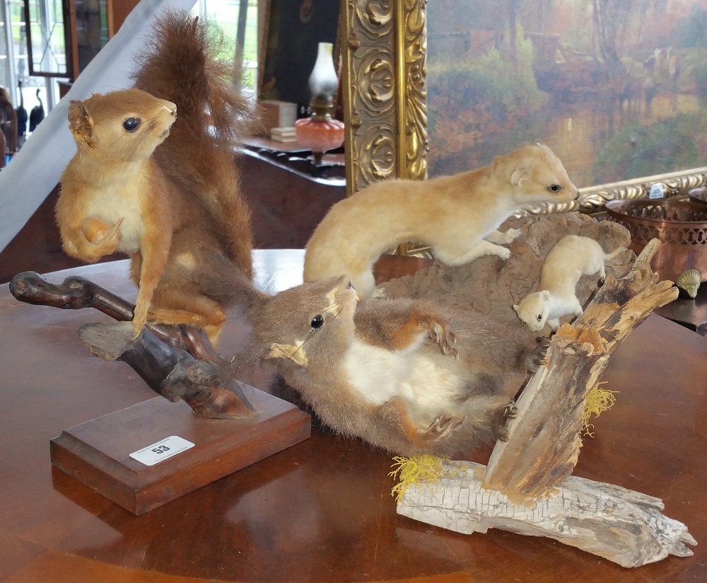 A TAXIDERMY of a young weasel/stoat and its young, along with grey and red squirrels, all on