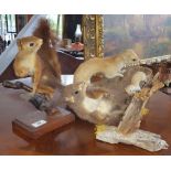 A TAXIDERMY of a young weasel/stoat and its young, along with grey and red squirrels, all on