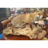 A GOOD TAXIDERMY of a red fox on a naturalistic base, approx. 3ft x 2ft total.