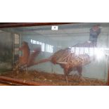 A CASED TAXIDERMY of a cock pheasant and a red squirrel in a naturalistic setting.