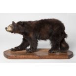 A BROWN BEAR CUB TAXIDERMY, mounted by Cougar Taxidermy, Sudbury, Ontario, approx. 3ft wide x 18in