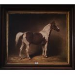 A.T.O. A COLOURED PRINT of a piebald horse in a deep frame. 38" x 33.25".