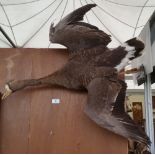 TWO WALL MOUNTED GEESE IN FLIGHT TAXIDERMIES (2).